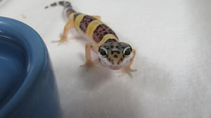 Leopard Gecko Babies