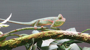 Veiled Chameleon