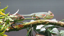 Load image into Gallery viewer, Veiled Chameleon
