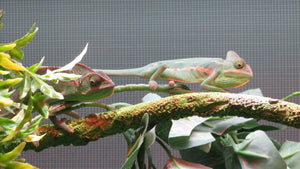 Veiled Chameleon