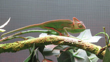 Load image into Gallery viewer, Veiled Chameleon
