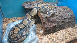 Ball Python Rehome "Steve"