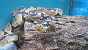 Ball Python Rehome "Steve"