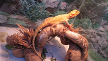 Load image into Gallery viewer, Citrus/Red Translucent Bearded Dragon pos dwarf female
