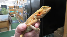 Load image into Gallery viewer, Citrus/Red Translucent Bearded Dragon pos dwarf female
