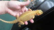 Load image into Gallery viewer, Citrus/Red Translucent Bearded Dragon pos dwarf female
