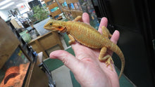 Load image into Gallery viewer, Citrus/Red Translucent Bearded Dragon pos dwarf female
