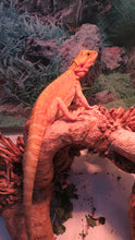 Load image into Gallery viewer, Citrus/Red Translucent Bearded Dragon pos dwarf female
