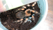 Load image into Gallery viewer, Mexican Red Knee Tarantula
