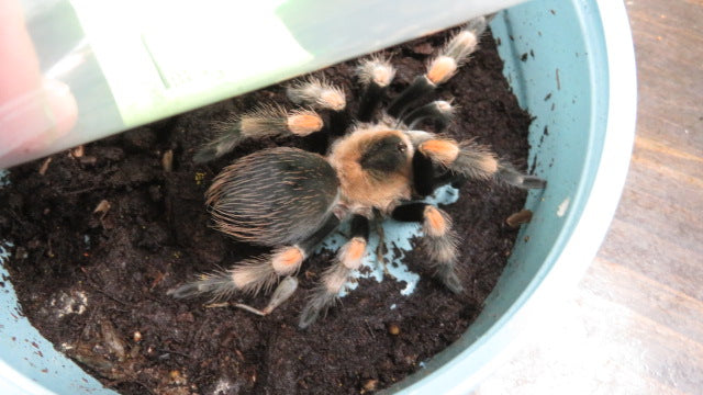 Mexican Red Knee tarantula