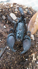 Load image into Gallery viewer, Emperor Scorpions
