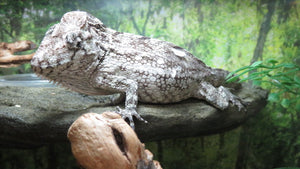 Cuban False Chameleon Pair