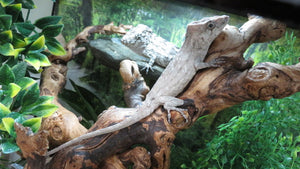 Cuban False Chameleon Pair