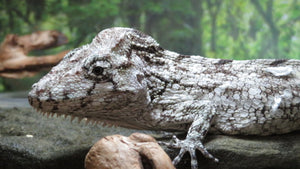 Cuban False Chameleon Pair