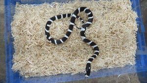 Black & White Banded California King Baby