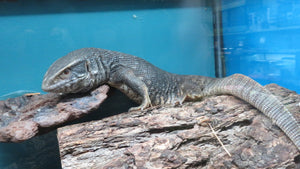 Savannah Monitor