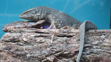 Load image into Gallery viewer, Savannah Monitor
