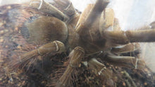 Load image into Gallery viewer, Goliath Bird Eater Tarantula
