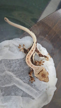 Load image into Gallery viewer, Lilly White Crested Gecko Babies
