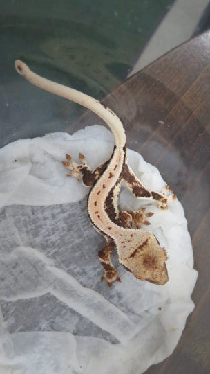 Lilly White Crested Gecko Babies