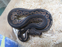 Load image into Gallery viewer, Black Pastel Het pied B15
