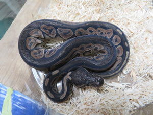 Black Pastel Het pied B15