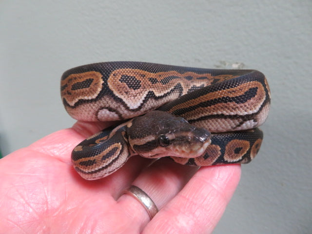 Black Pastel Het pied B15