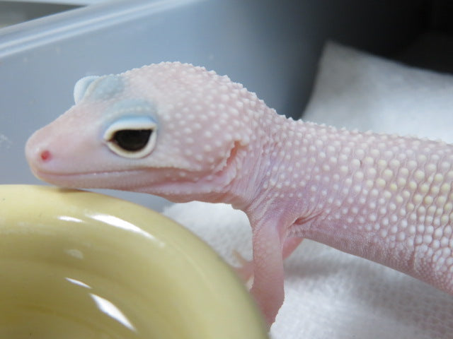 Eclipse/Blizzard Leopard Geckos 4 Geckos Diablo Project