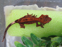 Load image into Gallery viewer, Red Cappuccino Crested Gecko
