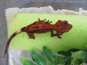 Red Cappuccino Crested Gecko