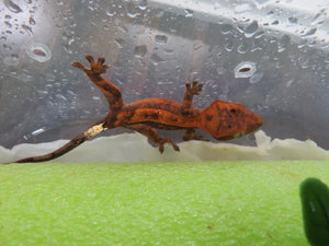 Red Cappuccino Crested Gecko