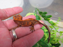 Load image into Gallery viewer, Red Cappuccino Crested Gecko
