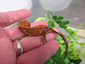 Red Cappuccino Crested Gecko