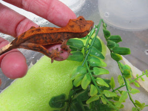 Red Cappuccino Crested Gecko
