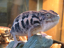 Load image into Gallery viewer, Ambilobe Panther Chameleon Female P2
