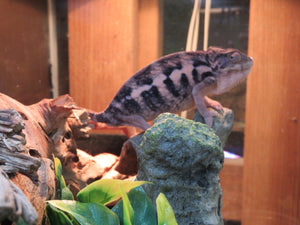 Ambilobe Panther Chameleon Female P2