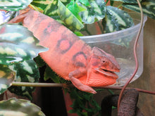 Load image into Gallery viewer, Ambilobe Panther Chameleon Female P1
