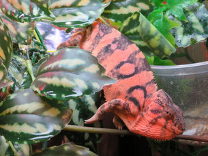Ambilobe Panther Chameleon Female P1