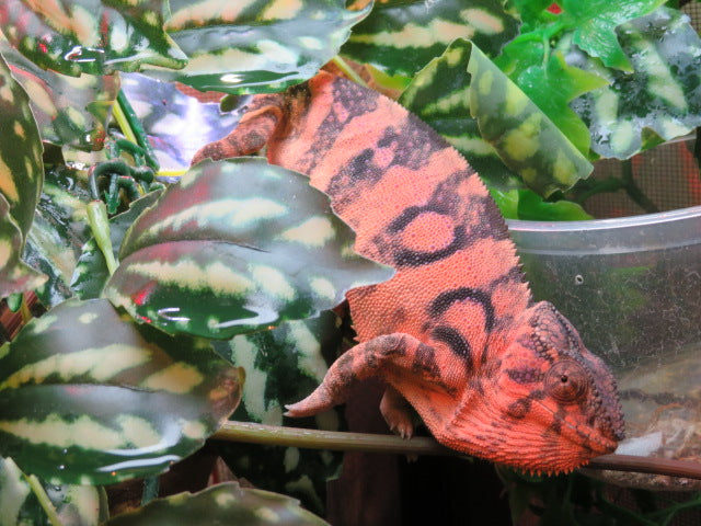 Ambilobe Panther Chameleon Female P1