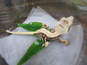 Lilly White Crested Gecko R1