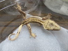 Load image into Gallery viewer, Frappuccino Crested Gecko R4
