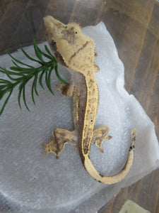 Frappuccino Crested Gecko R4