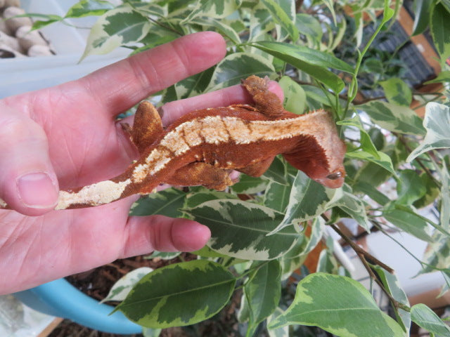 Super Red Crested Gecko