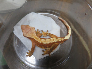 Super Red Crested Gecko
