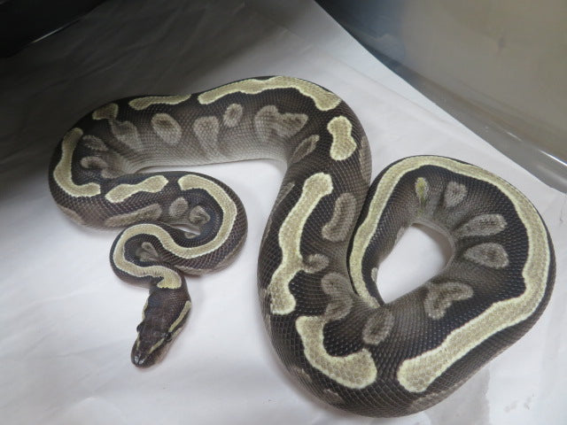 GHI Mojave Het Clown E6