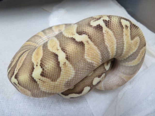 GHI Pastel Butter Het Clown E5
