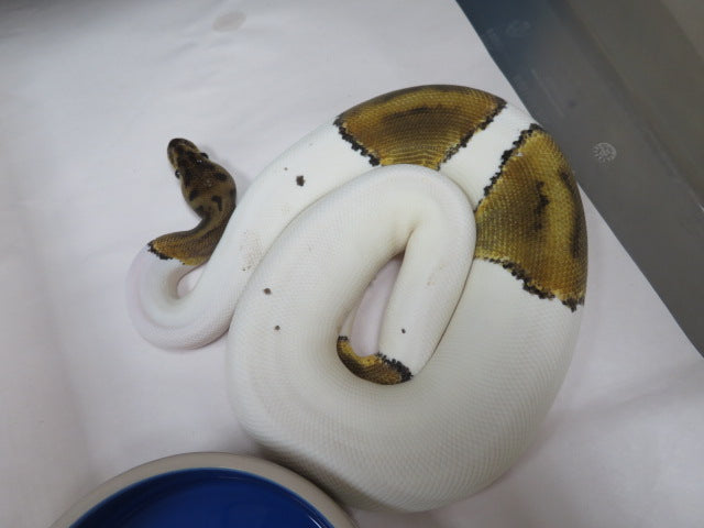 Hidden Gene Woma Pied 50% Het Lavender Albino E7