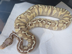 GHI Pastel Butter Het Clown E5