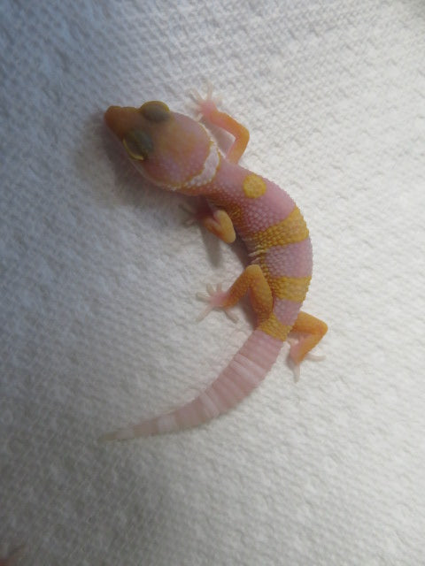Albino Leopard Gecko