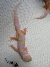 Load image into Gallery viewer, Albino Leopard Gecko
